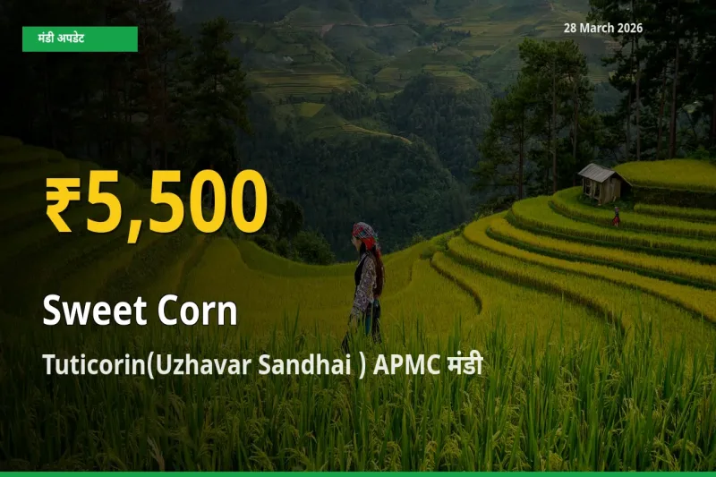 स्वीट कॉर्न के दामों में रिकॉर्ड तेज़ी, Tuticorin(Uzhavar Sandhai ) APMC