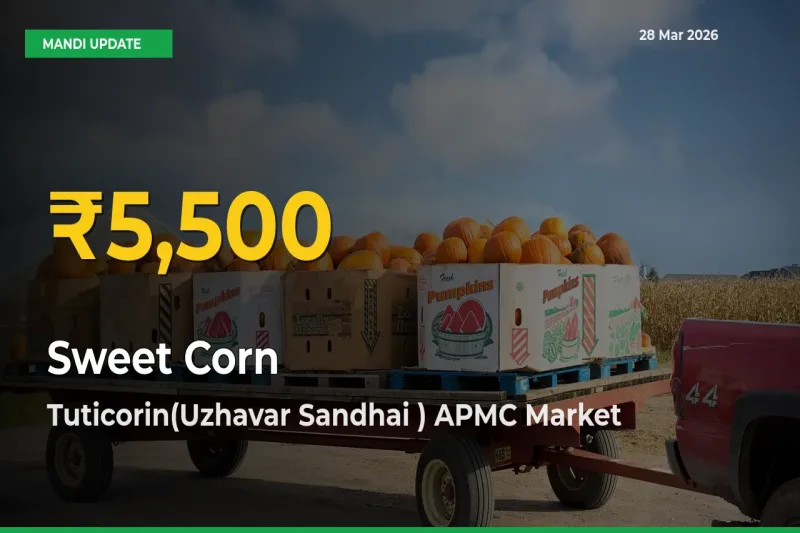 Tuticorin(Uzhavar Sandhai ) APMC Leads as Sweet Corn Hits Highest Rate – March 28 Update
