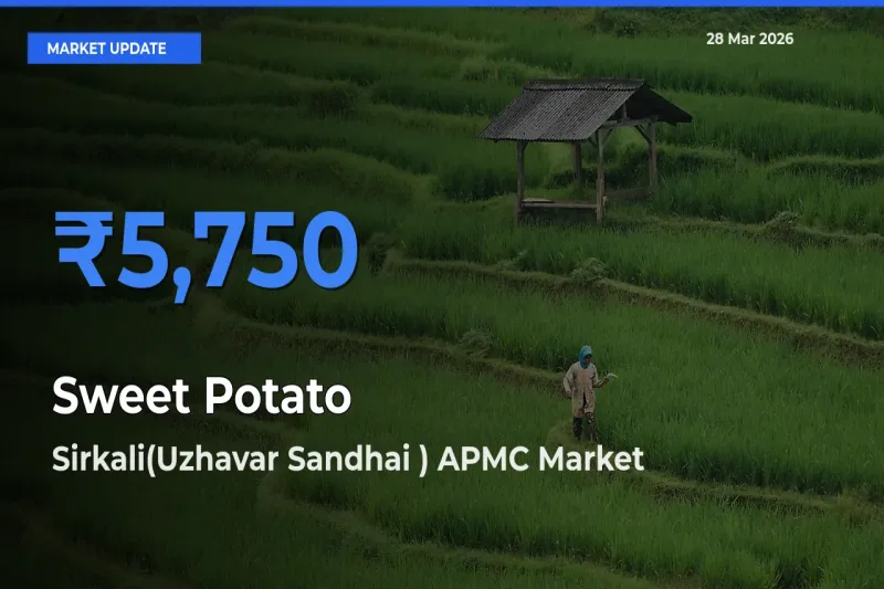 Sweet Potato Mandi Rate Today: Sirkali(Uzhavar Sandhai ) APMC Tops the List