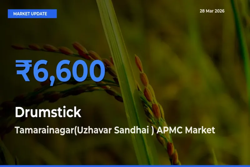 Tamarainagar(Uzhavar Sandhai ) APMC Tops Drumstick Rates – March 28 Market Update