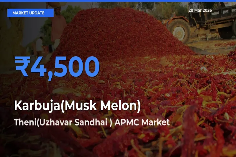 Theni(Uzhavar Sandhai ) APMC Tops Karbuja(Musk Melon) Mandi Rates Today