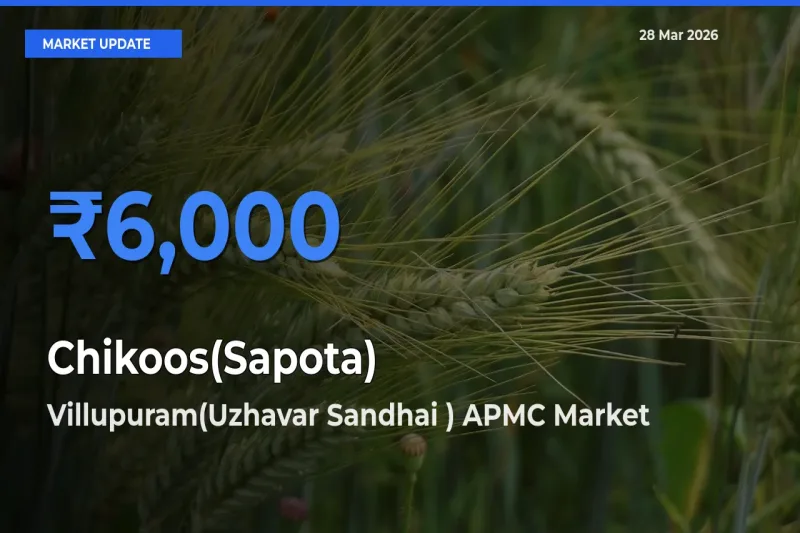 Villupuram(Uzhavar Sandhai ) APMC Emerges as Top Mandi for Chikoos(Sapota) Prices Today