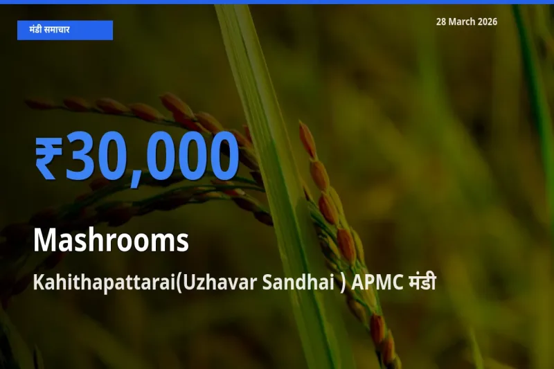 आज मशरूम के सबसे ऊँचे दाम ₹30,000 Kahithapattarai(Uzhavar Sandhai ) APMC मंडी में