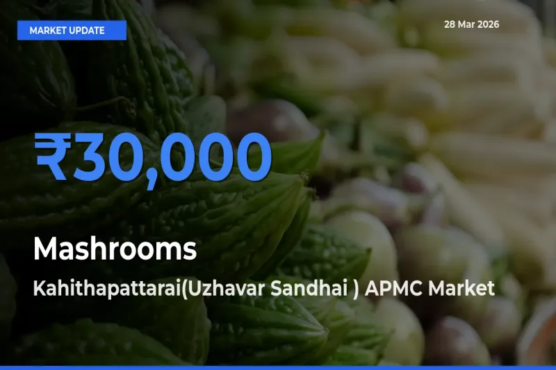 Kahithapattarai(Uzhavar Sandhai ) APMC Leads as Top Mandi for Mashrooms Prices