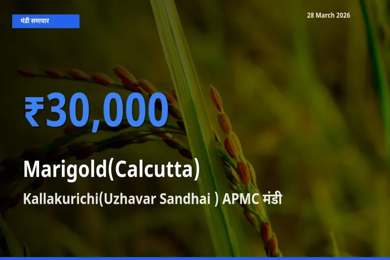 28 March अपडेट: गेंदा (कलकत्ता) के सबसे ऊँचे दाम Kallakurichi(Uzhavar Sandhai ) APMC मंडी में