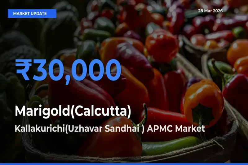 Kallakurichi(Uzhavar Sandhai ) APMC Records Highest ₹30,000 Rate for Marigold(Calcutta)