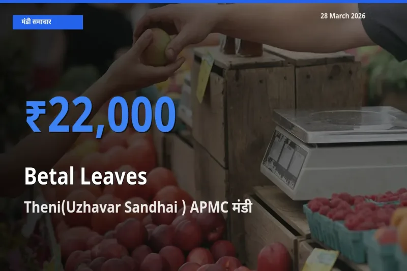आज पान के पत्ते के सबसे ज़्यादा दाम Theni(Uzhavar Sandhai ) APMC मंडी में दर्ज