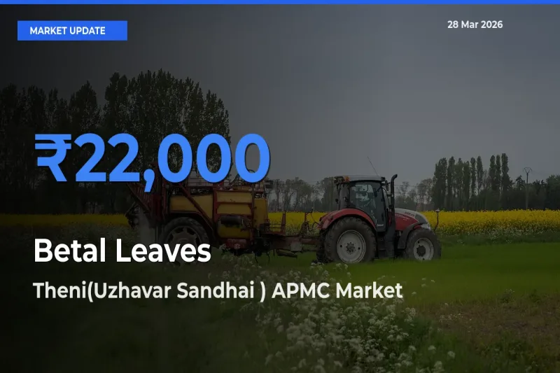 Theni(Uzhavar Sandhai ) APMC Leads as Top Mandi for Betal Leaves Prices