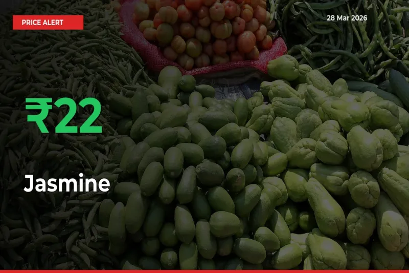 Why Jasmine Prices Rose 21.83% in a Day at Mandis