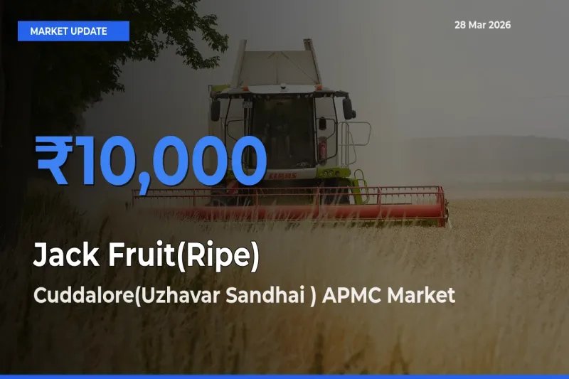 Cuddalore(Uzhavar Sandhai ) APMC Offers ₹10,000 – Highest Jack Fruit(Ripe) Rate Today