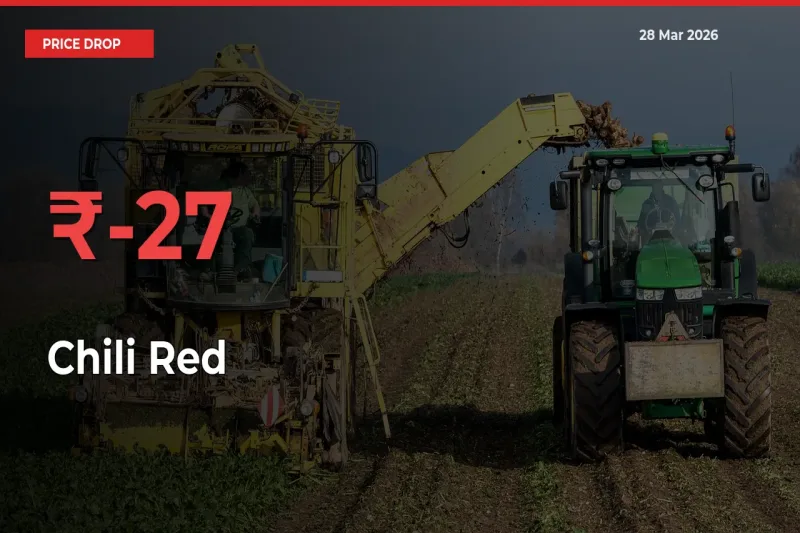 Sharp Fall! Chili Red Prices Plunge 27.28% in a Day at Key Mandis