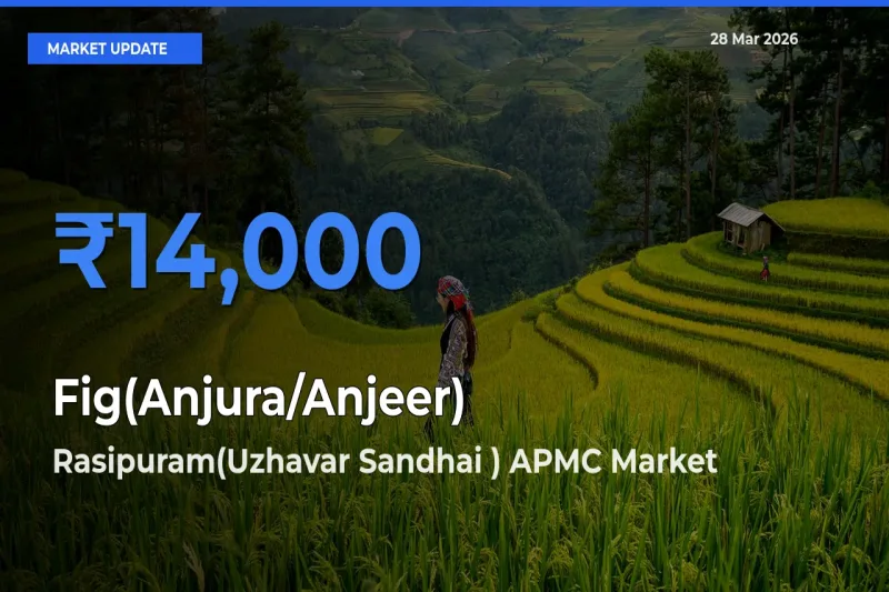 Rasipuram(Uzhavar Sandhai ) APMC Tops Fig(Anjura/Anjeer) Mandi Rates Today