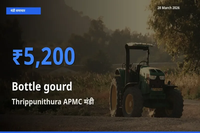 आज लौकी के सबसे ज़्यादा दाम Thrippunithura APMC मंडी में दर्ज
