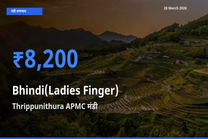 आज भिंडी के सबसे ऊँचे दाम ₹8,200 Thrippunithura APMC मंडी में