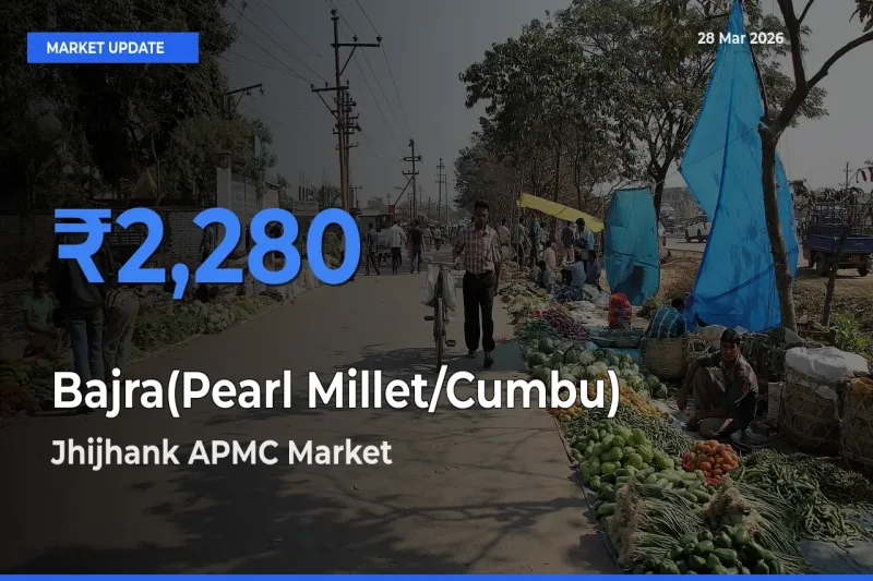 Jhijhank APMC Tops Bajra(Pearl Millet/Cumbu) Rates – March 28 Market Update