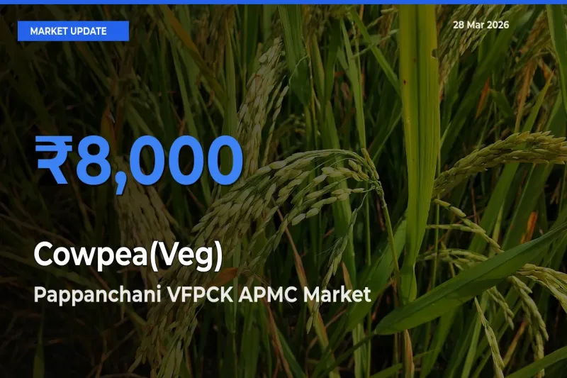 Market Watch: Pappanchani VFPCK APMC Becomes Top Mandi for Cowpea(Veg)