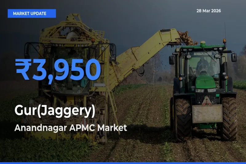 Anandnagar APMC Records Highest ₹3,950 Rate for Gur(Jaggery)