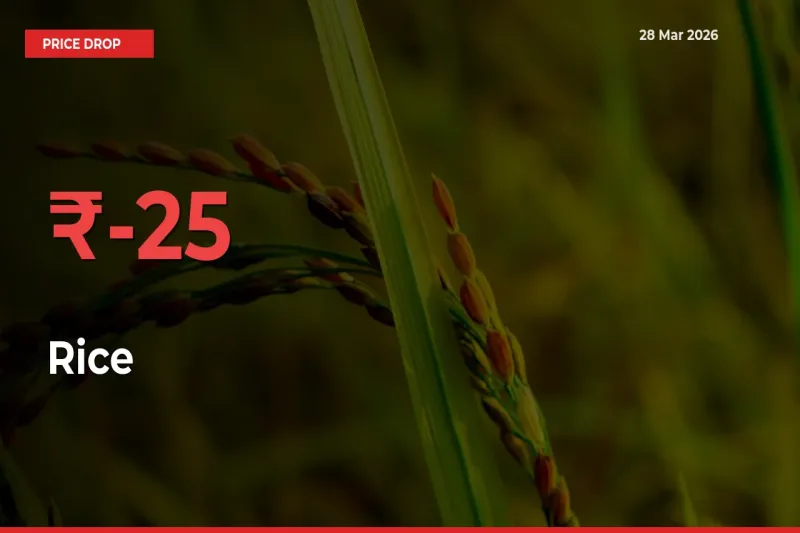 Sharp Fall! Rice Prices Plunge 25.17% in a Day at Key Mandis