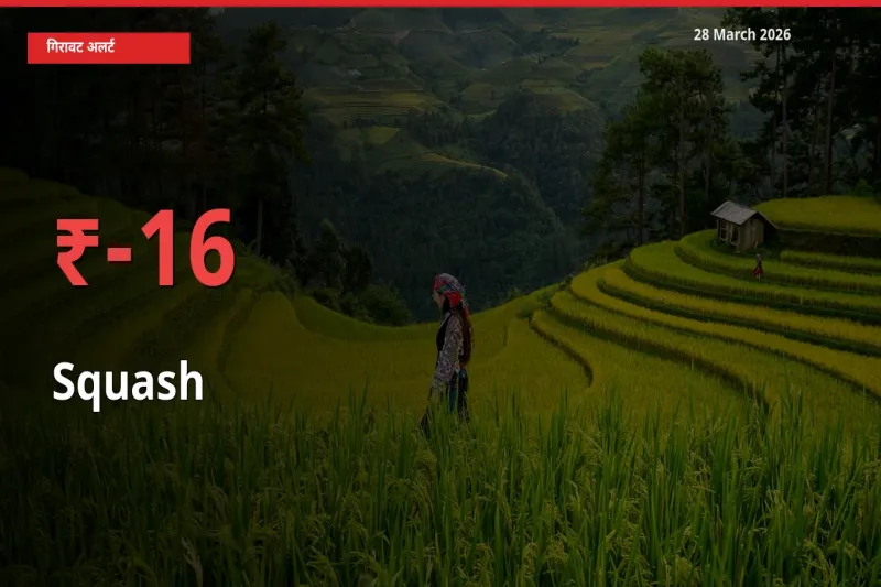स्थानीय मंडी में कद्दू (कोहड़ा) के दाम अचानक 15.69% गिरे, किसानों की चिंता बढ़ी