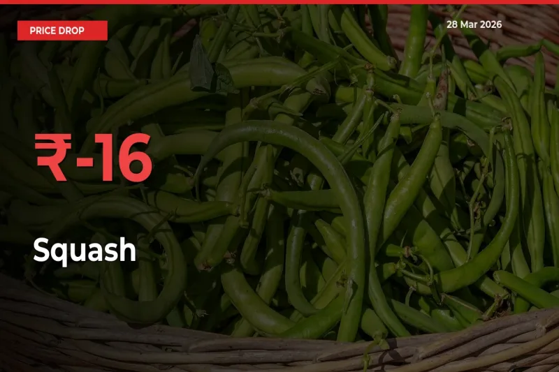 15.69% Drop in Squash Prices – Mandi Sees Sudden Fall