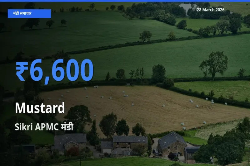 आज सरसों के सबसे ऊँचे दाम ₹6,600 Sikri APMC मंडी में