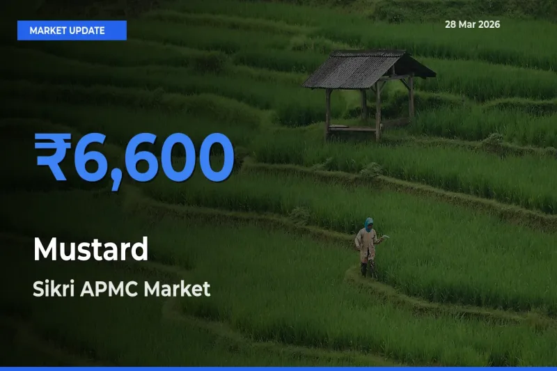 Sikri APMC Leads as Top Mandi for Mustard Prices