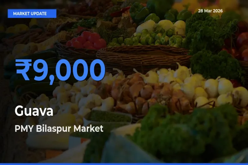 PMY Bilaspur Emerges as Top Mandi for Guava Prices Today