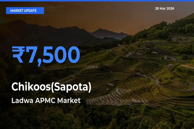 Chikoos(Sapota) Mandi Rate Today: Ladwa APMC Tops the List