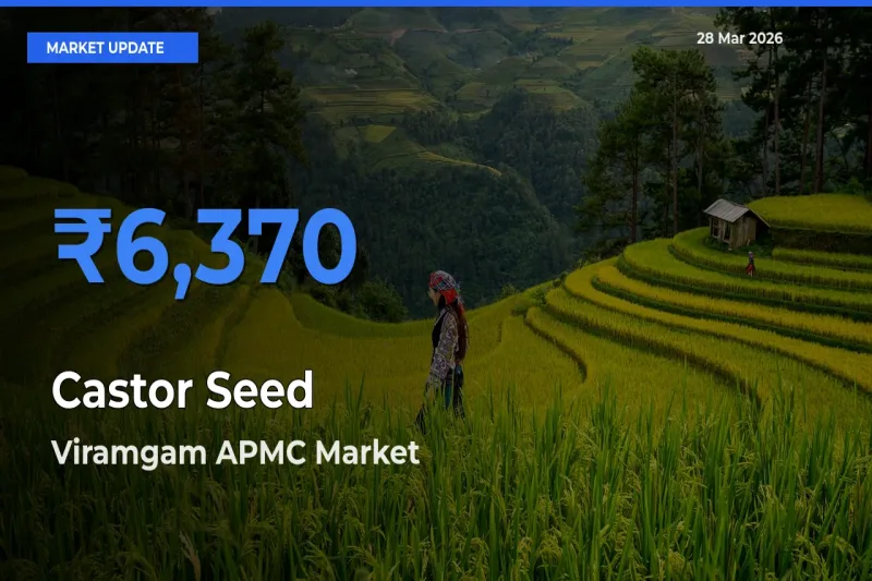 Viramgam APMC Records Highest ₹6,370 Rate for Castor Seed