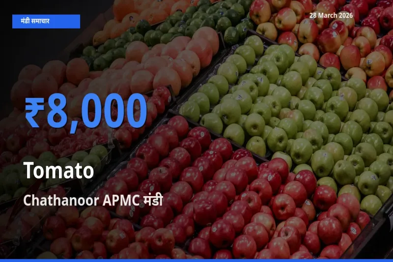 किसानों की पसंद बना Chathanoor APMC, टमाटर के सबसे अच्छे दाम