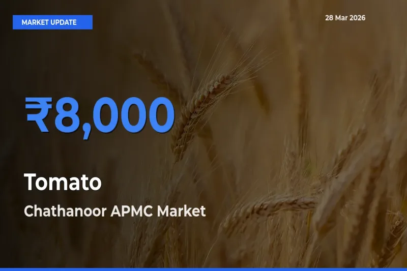 Tomato Mandi Rate Today: Chathanoor APMC Tops the List