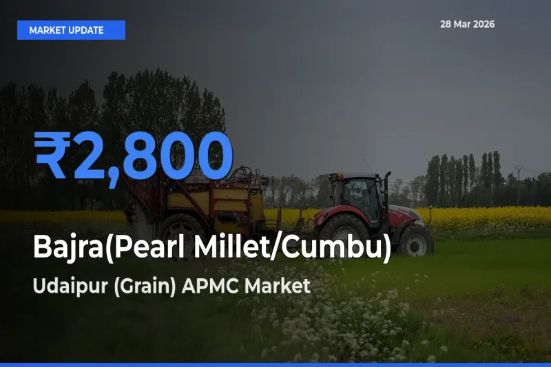 Bajra(Pearl Millet/Cumbu) Mandi Rate Today: Udaipur (Grain) APMC Tops the List