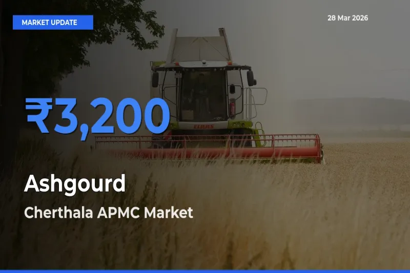 Cherthala APMC Leads as Top Mandi for Ashgourd Prices