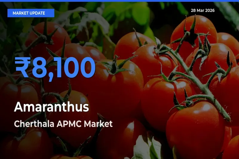 Amaranthus Mandi Rate Today: Cherthala APMC Tops the List