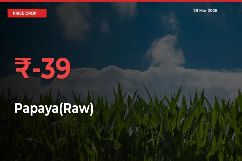 Sudden Shock! Papaya(Raw) Drops 39.16% in 24 Hours at Top Mandis