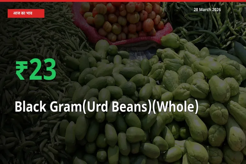 अचानक तेजी! मंडी में साबुत उड़द के दाम 22.57% चढ़े