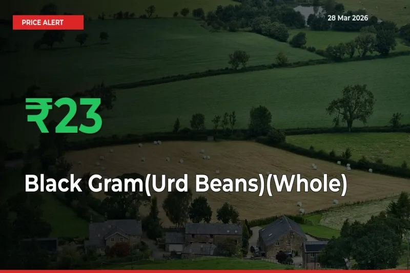 Black Gram(Urd Beans)(Whole) Mandi Rate Today: Prices Jump 22.57% at Market