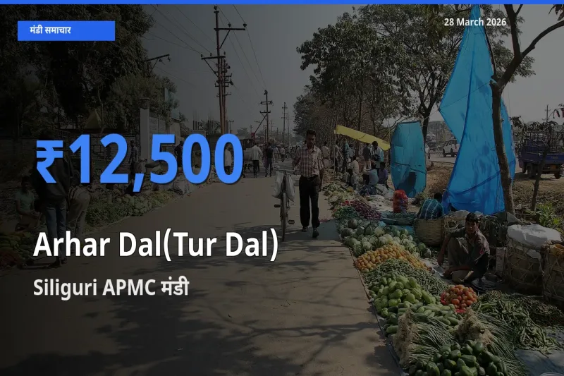 Siliguri APMC मंडी में आज अरहर दाल के सबसे ऊँचे दाम दर्ज