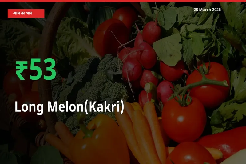 तेज़ तेजी! मंडी में ककड़ी के दाम 53.08% चढ़े