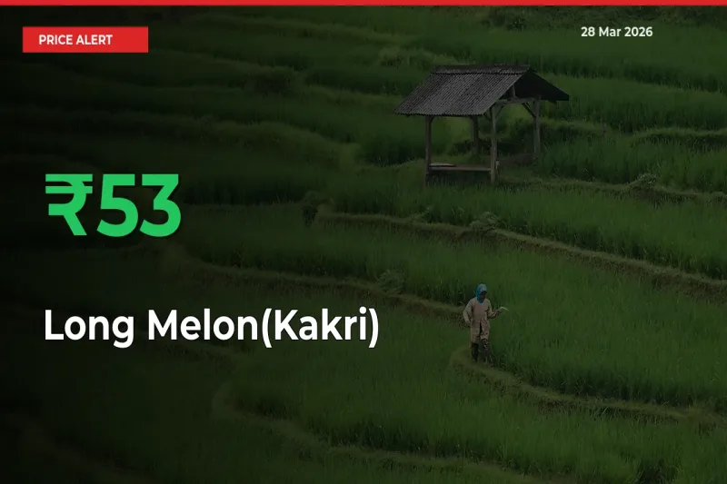 Farmers Cheer as Long Melon(Kakri) Prices Surge 53.08% in Local Mandis
