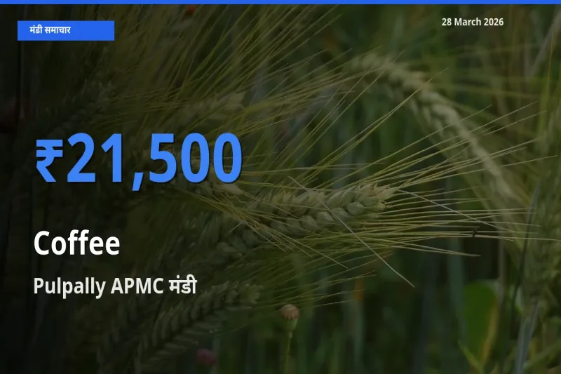 आज का मंडी भाव: कॉफी के सबसे ज़्यादा दाम Pulpally APMC में