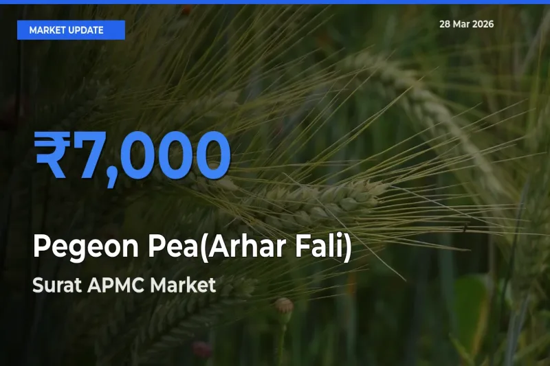 Market Watch: Surat APMC Becomes Top Mandi for Pegeon Pea(Arhar Fali)
