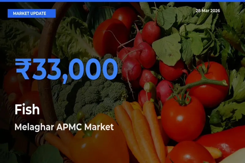 Melaghar APMC Records Highest ₹33,000 Rate for Fish