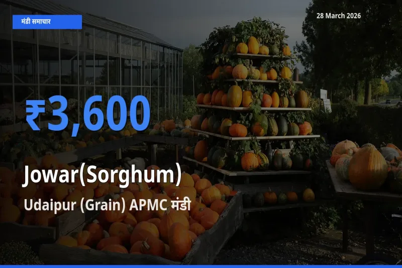 आज का मंडी भाव: ज्वार के सबसे ज़्यादा दाम Udaipur (Grain) APMC में