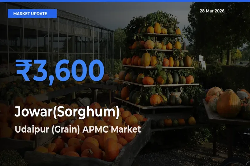 Jowar(Sorghum) Mandi Rate Today: Udaipur (Grain) APMC Tops the List