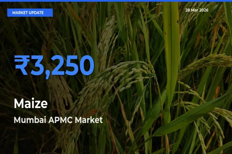 Mumbai APMC Records Highest ₹3,250 Rate for Maize