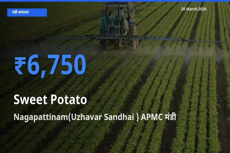Nagapattinam(Uzhavar Sandhai ) APMC मंडी में आज शकरकंद के सबसे ऊँचे दाम दर्ज