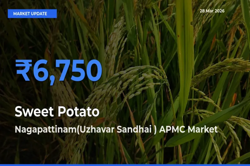 Nagapattinam(Uzhavar Sandhai ) APMC Records Highest ₹6,750 Rate for Sweet Potato