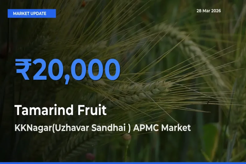 KKNagar(Uzhavar Sandhai ) APMC Emerges as Top Mandi for Tamarind Fruit Prices Today