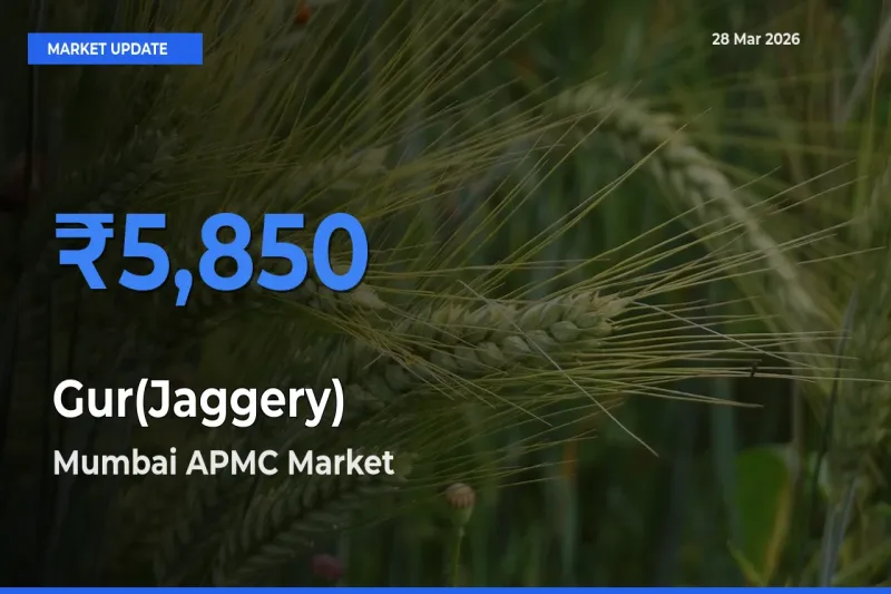 Gur(Jaggery) Mandi Rate Today: Mumbai APMC Tops the List